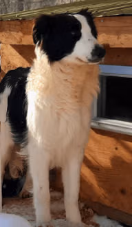 Holstein mâle reproducteur de l'élevage Border Collie à l'ïle d'Orléans au Québec