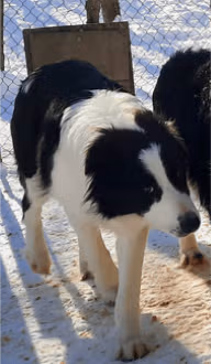 Jumper mâle reproducteur de l'élevage Border Collie à l'ïle d'Orléans au Québec
