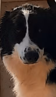 Junio mâle reproducteur de l'élevage Border Collie à l'ïle d'Orléans au Québec