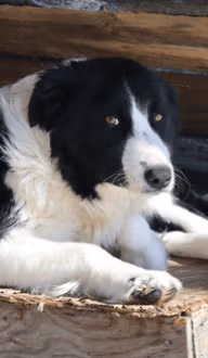 Lili femelle reproductrice de l'élevage Border Collie à l'ïle d'Orléans au Québec
