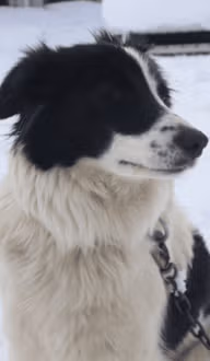 Matka femelle reproductrice de l'élevage Border Collie à l'ïle d'Orléans au Québec