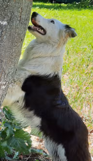 Patch femelle reproductrice de l'élevage Border Collie à l'ïle d'Orléans au Québec