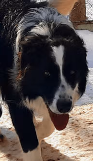 Patapouf mâle reproducteur de l'élevage Border Collie à l'ïle d'Orléans au Québec