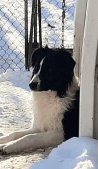 Renard mâle reproducteur de l'élevage Border Collie à l'ïle d'Orléans