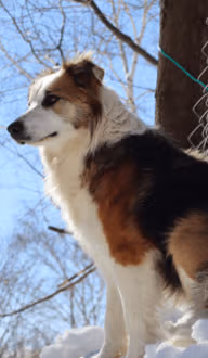 Sweetie femelle reproductrice de l'élevage Border Collie à l'ïle d'Orléans au Québec