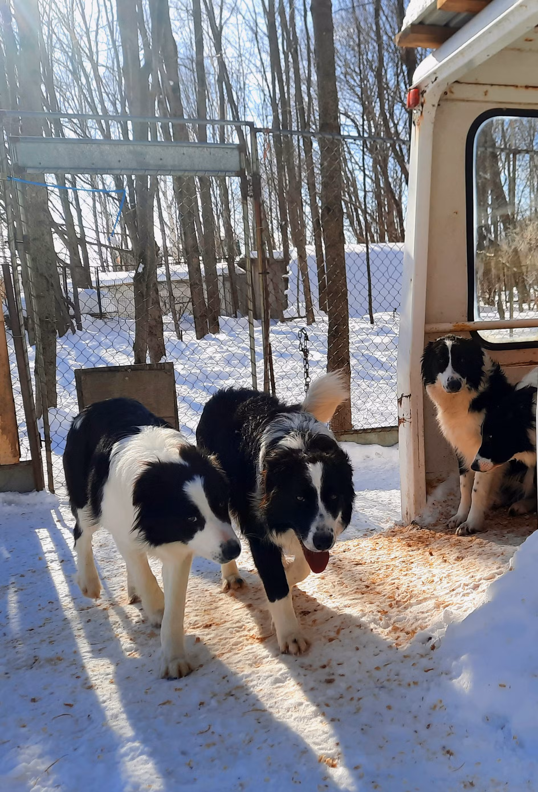 Groupe de border collies de l'élevage de Richard Lapointe à l'île d'Orléans au Québec