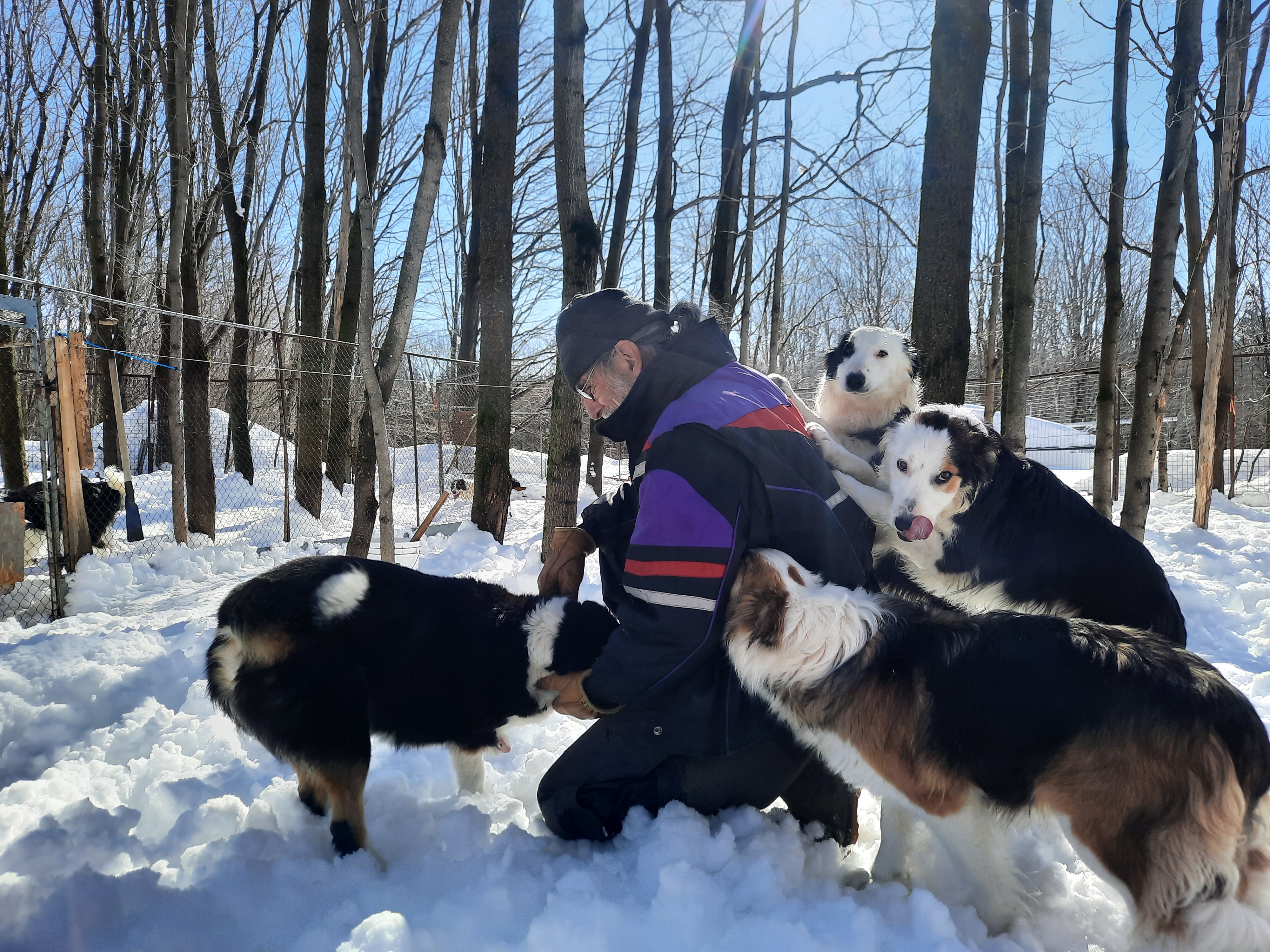 Groupe de border collies en balade dans une forêt enneigée au Québec