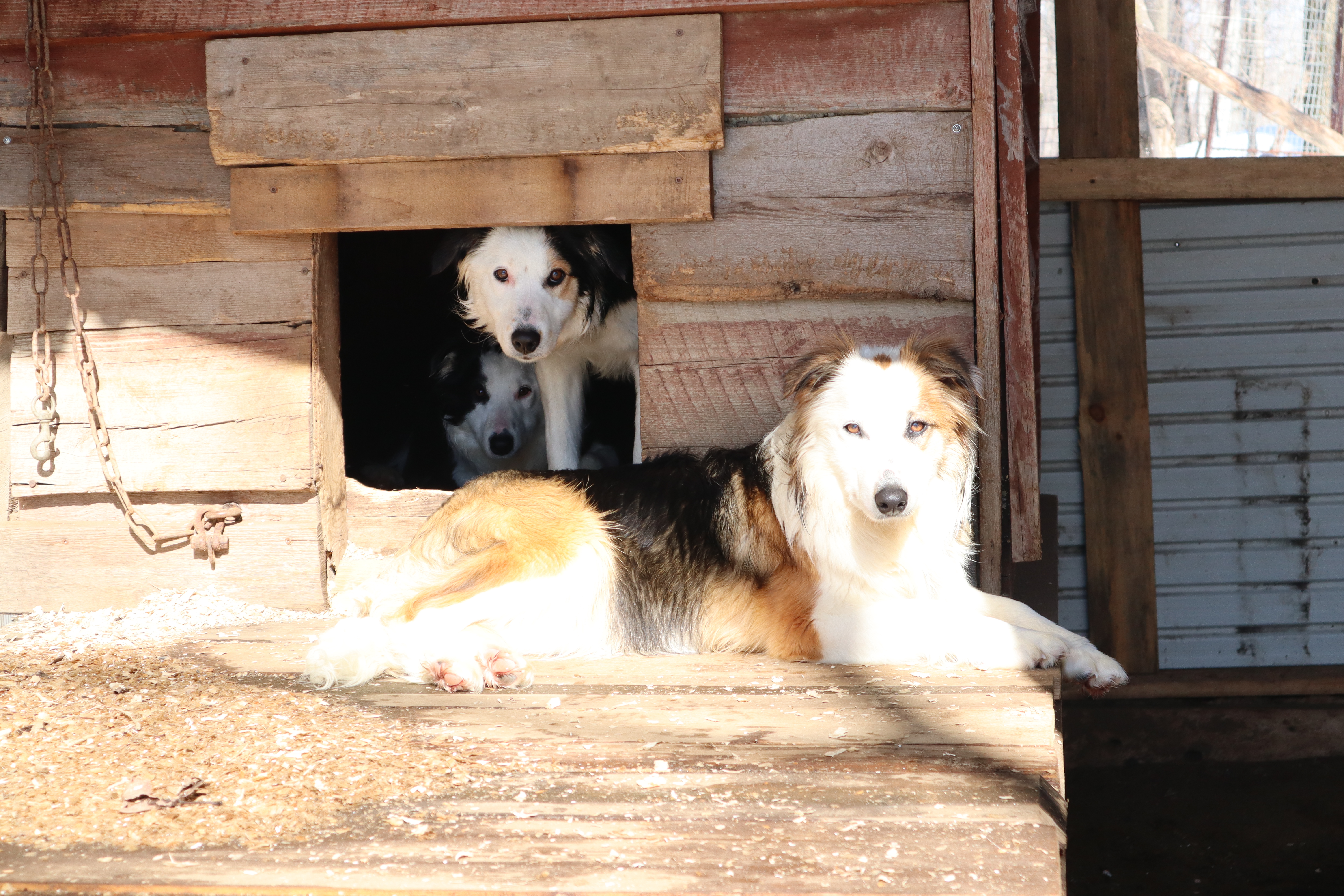 Deux border collies de l'élevage de l'île d'Orléans en détente au soleil dans leur chenil