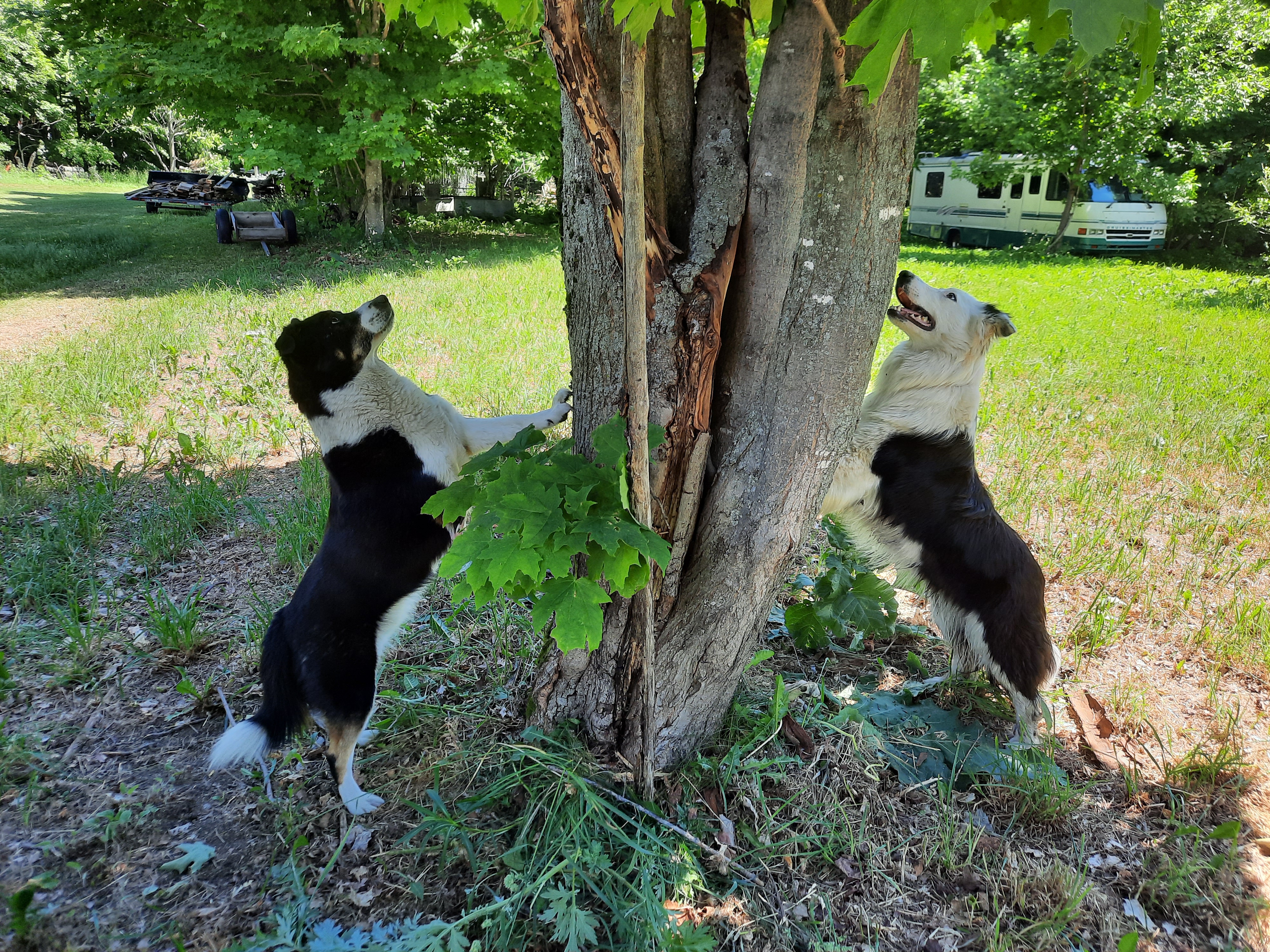 Deux border collies qui s'amusent autours d'un arbre à l'élevage de l'Ile d'Orléans au Québec