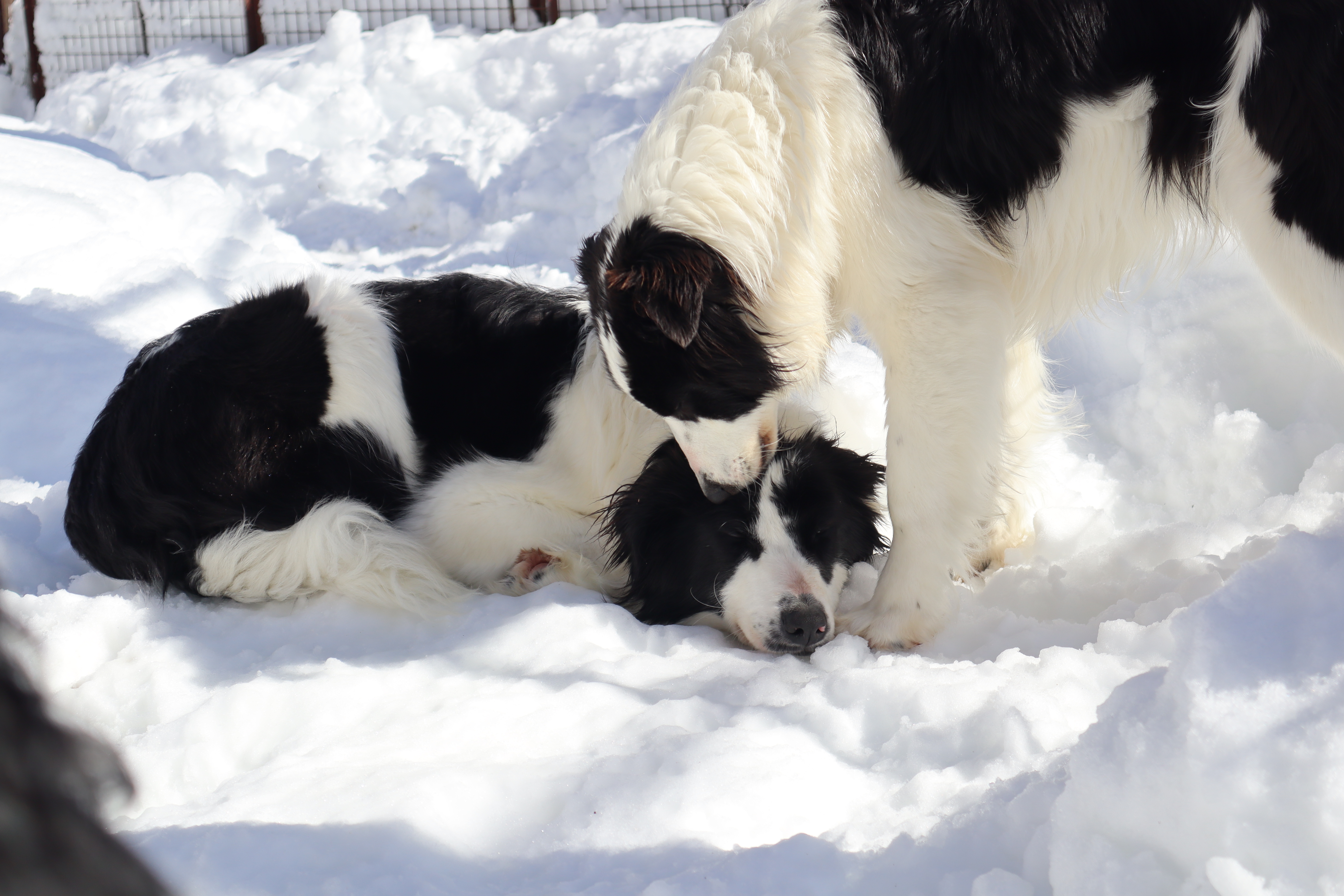 Border collie qui fait la sieste dans la neige au Québec, élevage de l'ïle d'Orléans
